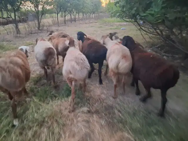 Гусфанд, Худжанд