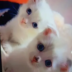 Шотландские вислоухие котята, Душанбе