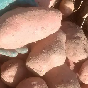 Картошка, Душанбе