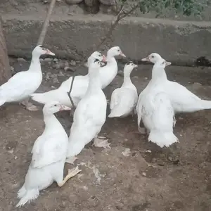 Индоутка, Худжанд