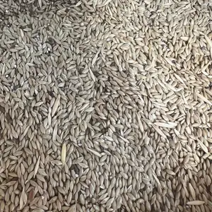 Канареечные семена, Конибодом