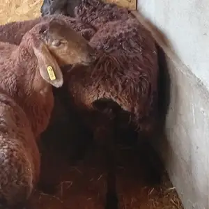 Кучкор, Вахдат