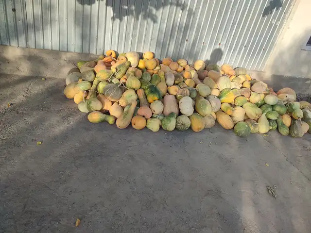 Каду барои чорво, Хуҷанд
