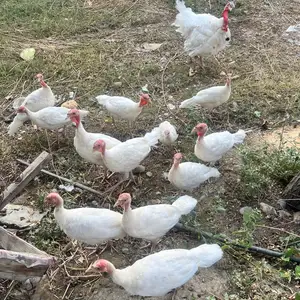Индюк, Канибадам