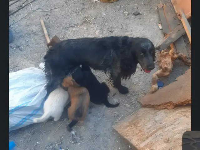 Собака, Джаббор Расулов
