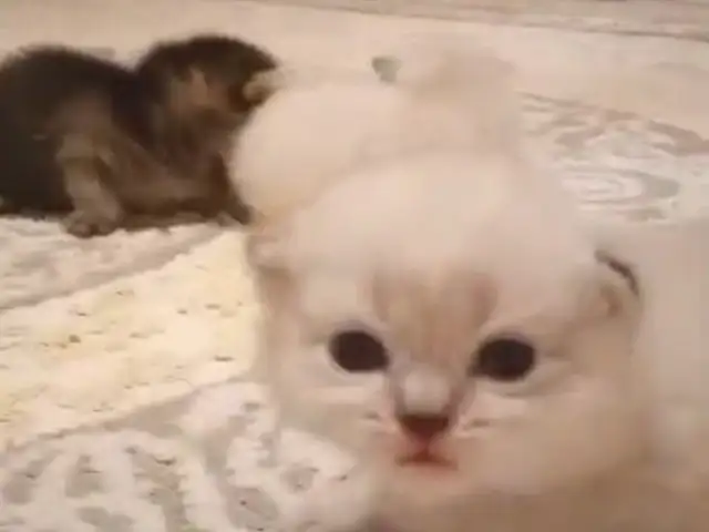 Котята, Вахдат