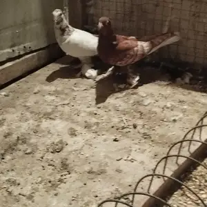 Кафтари чини молодой, Душанбе