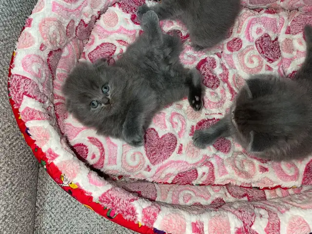 Британские котята, Худжанд
