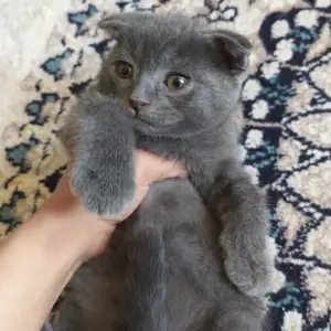 Шотландские вислоухие котята, Душанбе