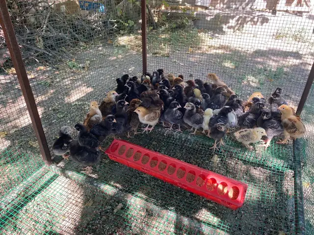 Чучахо, Ашт