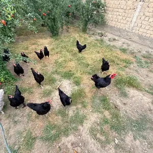 Мург, Худжанд