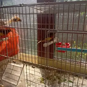 Канарейка, Душанбе