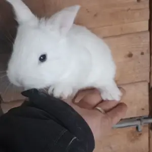 Харгушча, Душанбе