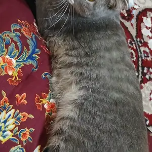 Шотландская вислоухая кошечка, Хуҷанд