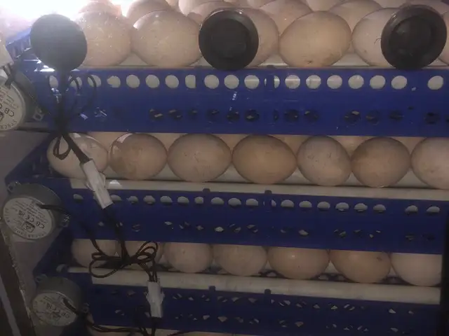 Инкубатор, Душанбе - 4