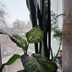 Цветы для дома, Душанбе