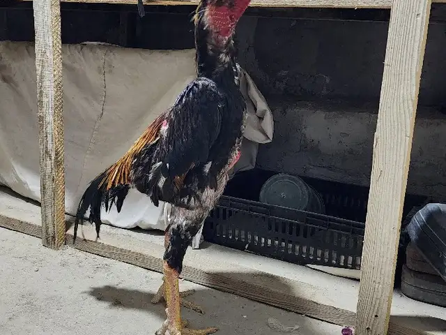 Даканг, Хуҷанд