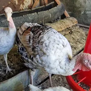 Индюки, Ашт