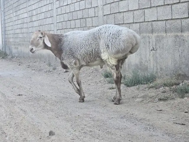 Гусфандхои Афгони, Худжанд