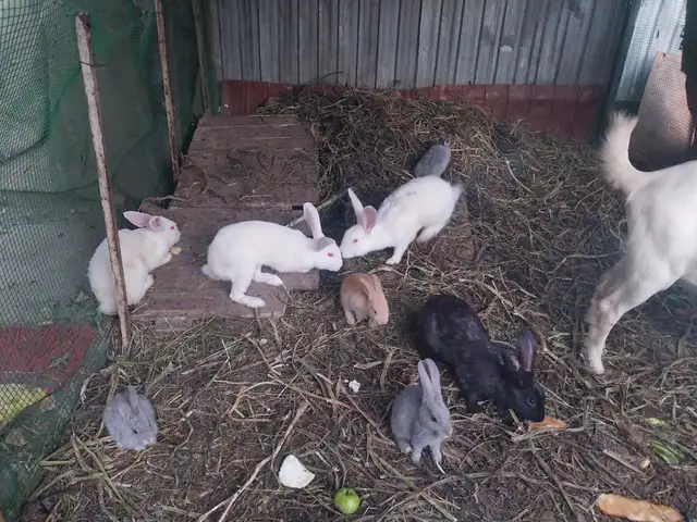 Харгуш, Турсунзаде
