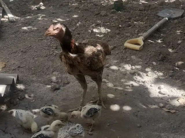 Даканчуча, Восеъ