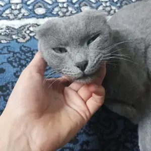 Кот, Душанбе