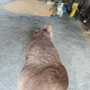 Кушкор, Худжанд