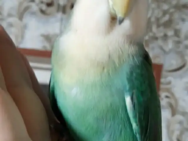 Попугай, Душанбе