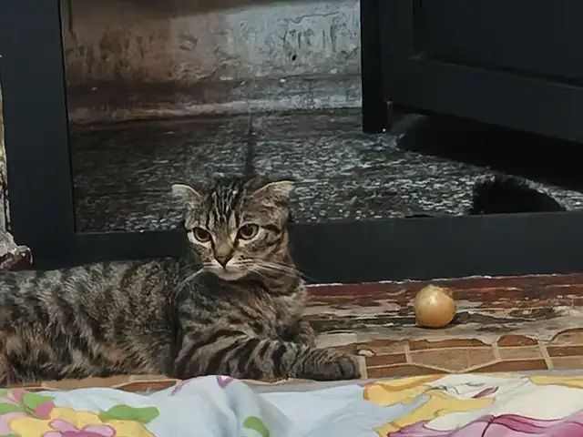 Шотландская кошка, Душанбе