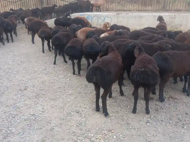 Гусфанд, Душанбе - 2