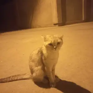 Кошка, Душанбе
