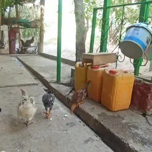 Мург, Душанбе