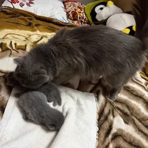 Котята, Худжанд