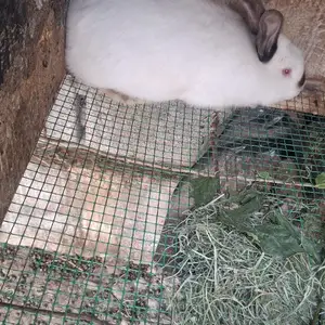 Харгӯш, Бобоҷон Ғафуров