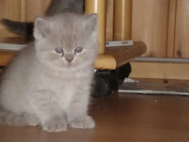 Чистокровная шотландская кошка, Душанбе