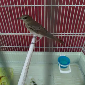 Соловей, Хуҷанд