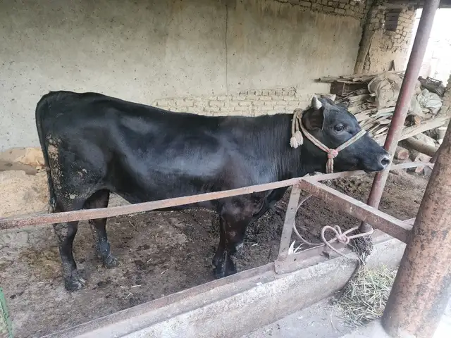 Бьк, Хуҷанд