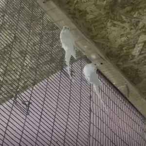 Попугай, Худжанд