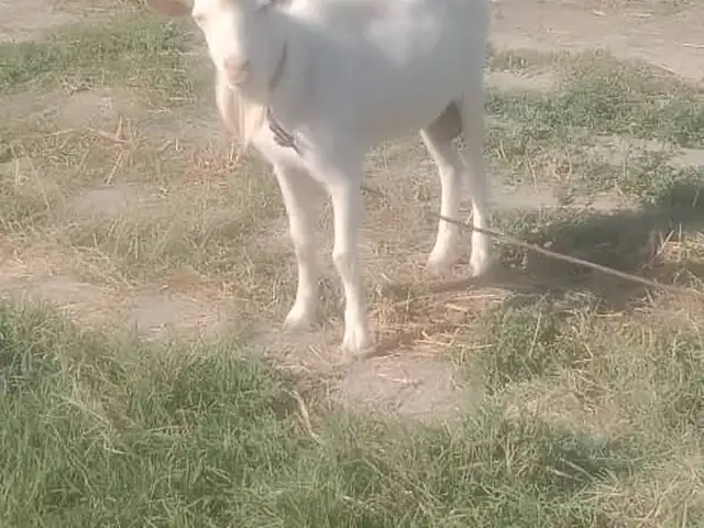 Буз, Спитамен