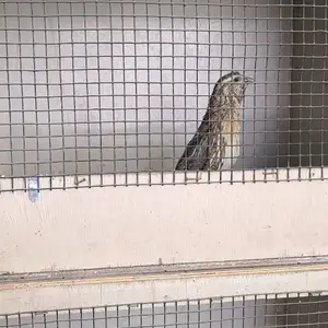 Бедона итальянский, Исфара