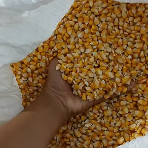 Донаи чуворимакка, Душанбе