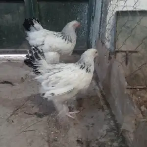 Куры Брама, Истаравшан