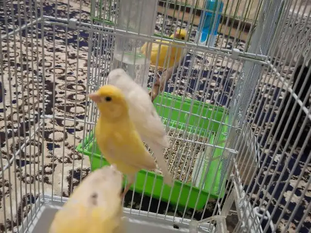 Канарейкахо, Душанбе