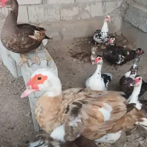 Индоутка, Гиссар