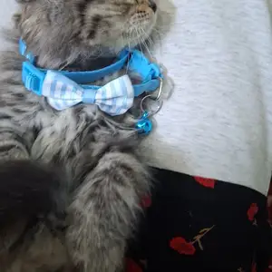 Шотландский вислоухий котёнок, Худжанд