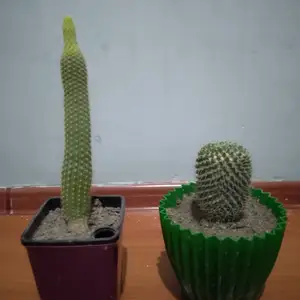 Кактусы, Душанбе