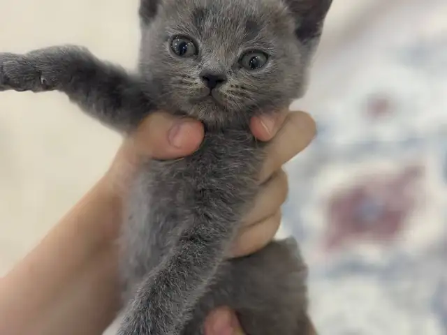Шотландский прямоухий кот, Душанбе