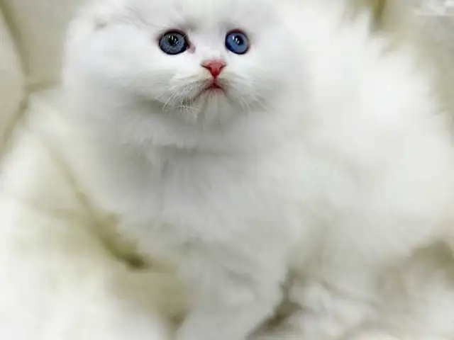 Шотландские котята, Душанбе