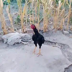 Дакан, Гиссар