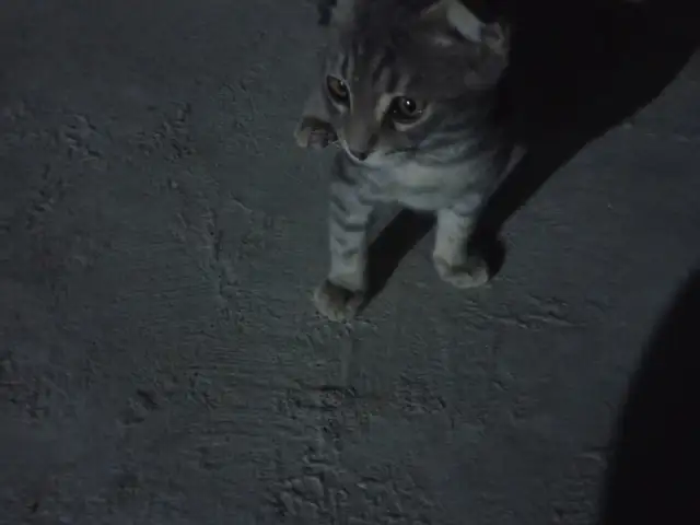 Кошки, Душанбе